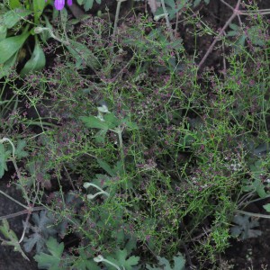 Galium wrightii1