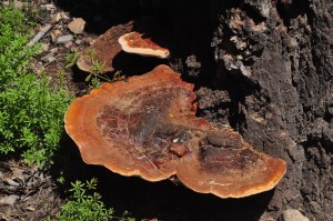 Shelf fungus base of tree