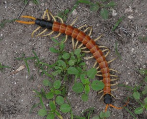 centipede scolopendra heros