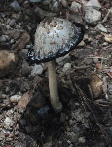 ink cap