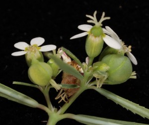 Euphorbia florida7