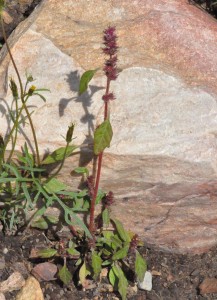 Mystery amaranth3