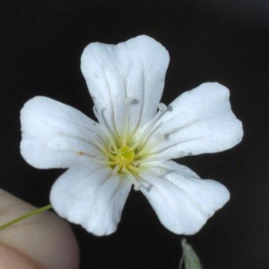 Mystery phlox