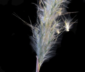 Bothriochloa barbinodisC6