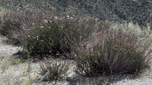 Eriogonum fasciculatum1