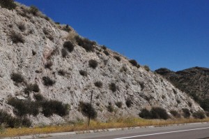 Eriogonum fasciculatum1pass