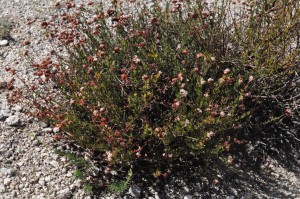 Eriogonum fasciculatum3