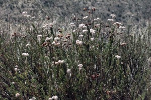 Eriogonum fasciculatum3b