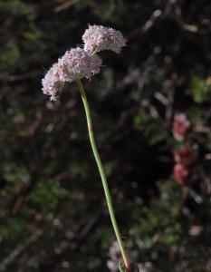 Eriogonum fasciculatum5