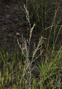 Eriogonum polycladon3