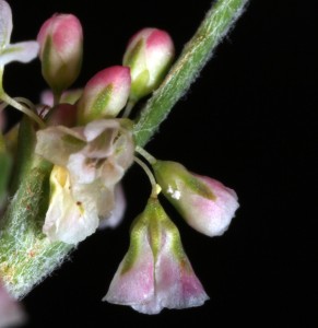 Eriogonum polycladon7