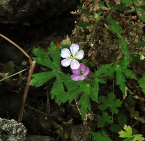 Geraniums