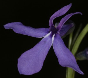 Lobelia