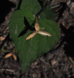 Violet fruit