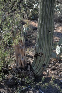 Saguaro stump