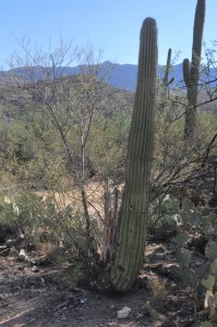 Saguaro tall