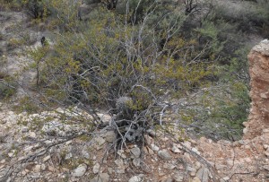 Saguaro under creosote