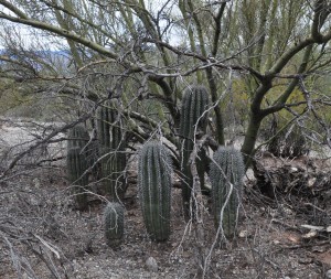 Saguaros under palo verde