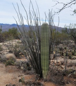 Sauaro under ocotillo