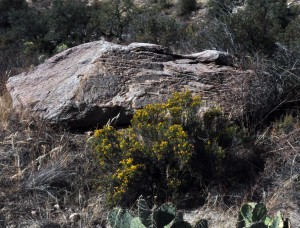 Turpentine bush