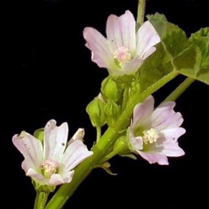 Malva neglectaFL