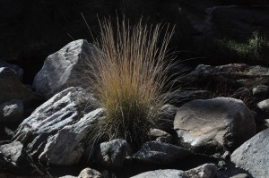 Muhlenbergia rigens3d