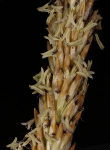 Muhlenbergia rigens6