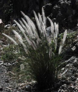 Pennisetum setaceum3