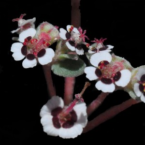 Euphorbia melanadenia close up