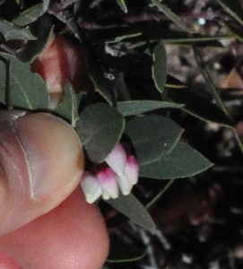 Manzanita jan