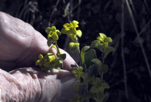 Boechera perennans fungus5