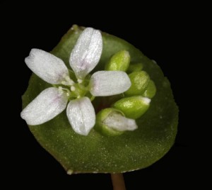 Claytonia perfoliataFL7