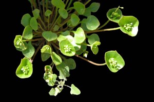 Claytonia perfoliataPL copy