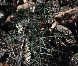 Lomatium sp3