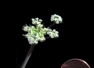 Lomatium sp5