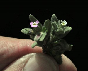 Phlox gracilis3 pink white