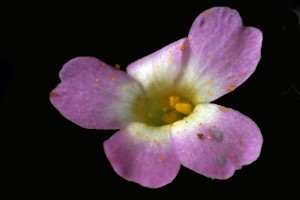 Phlox gracilis7pink