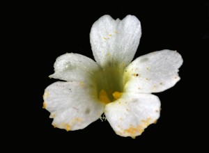 Phlox gracilis7white