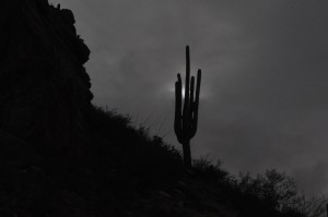 saguaro sky