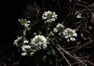 Candytuft