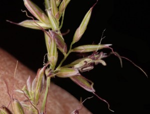 Muhlenbergia dumosa9fl