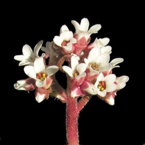 Saxifraga eriophoraFL