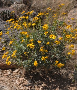 Encelia farinosaPL3