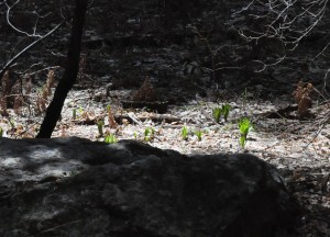 Swertia seedlings