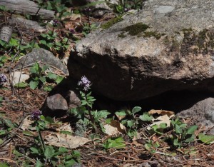 Valerian rock