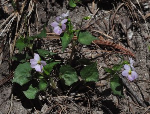 Viola canadensisPLspring