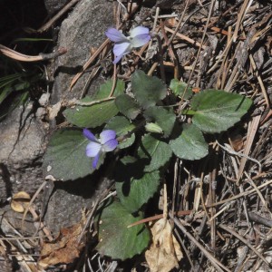 Viola umbraticolaPLspring