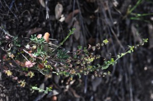 fungus flower2