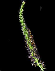 Amorpha fruticosa5b