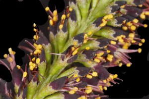 Amorpha fruticosa7